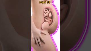 Week by Week Pregnancy | From Week 04 To 40 Pregnancy Animation and Baby Development Amazing Journey screenshot 3