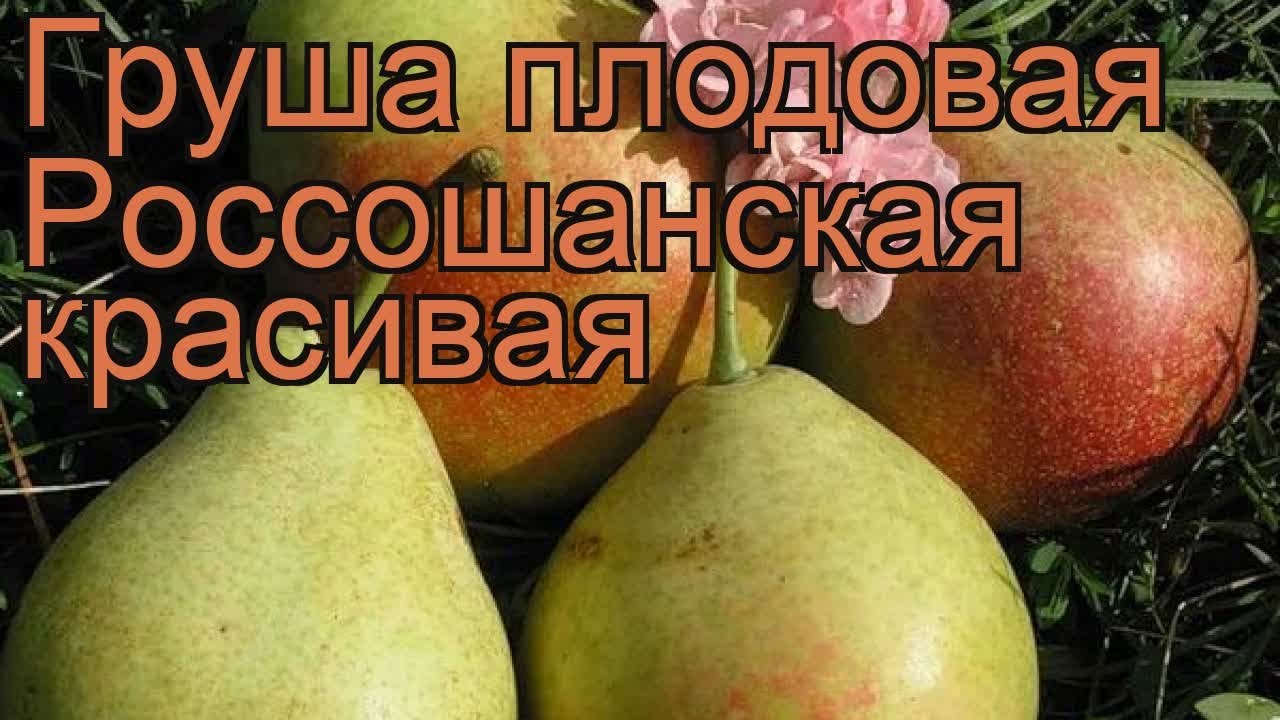 Груша десертная описание сорта фото