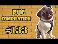 Funny dogs but only pugs  pug compilation 133  instapug