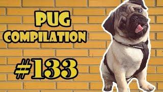 Funny Dogs but only Pug Videos | Pug Compilation 133 - InstaPug by pugscompilation1 1,346 views 5 years ago 24 minutes