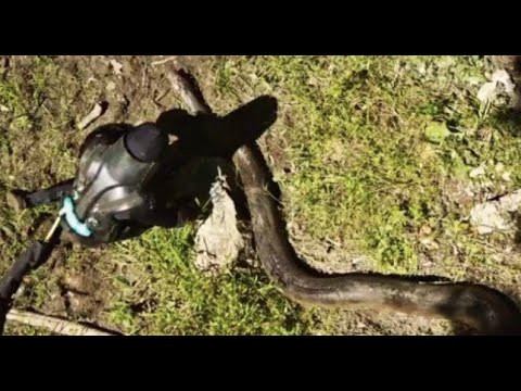 Eaten Alive By An Anaconda Video Youtube