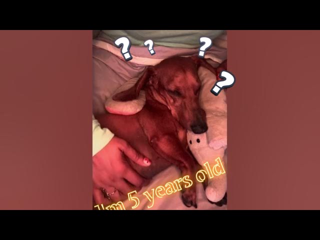 ASMR | [ SUB] 🌭🐶 UN POCO MAS ACERCA DE PANDORITA | MORE ABOUT PANDORA