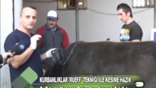 Ruef Tekniği İle Kolay Büyükbaş Kurbanlık Yatırma Www.onlineall.net