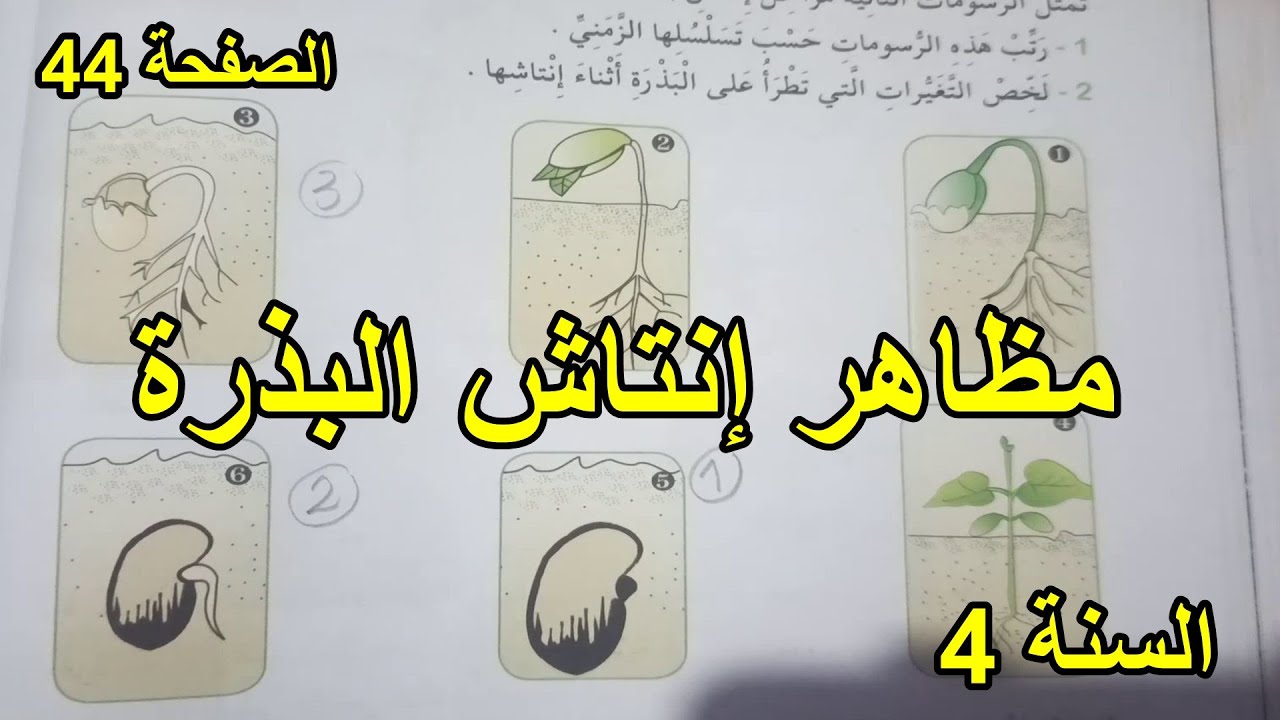 مظاهر إنتاش البذرة الصفحة 44 السنة 4 ابتدائي