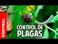 Cómo ganarle a las plagas  - tienes que ver este video @cosasdeljardin