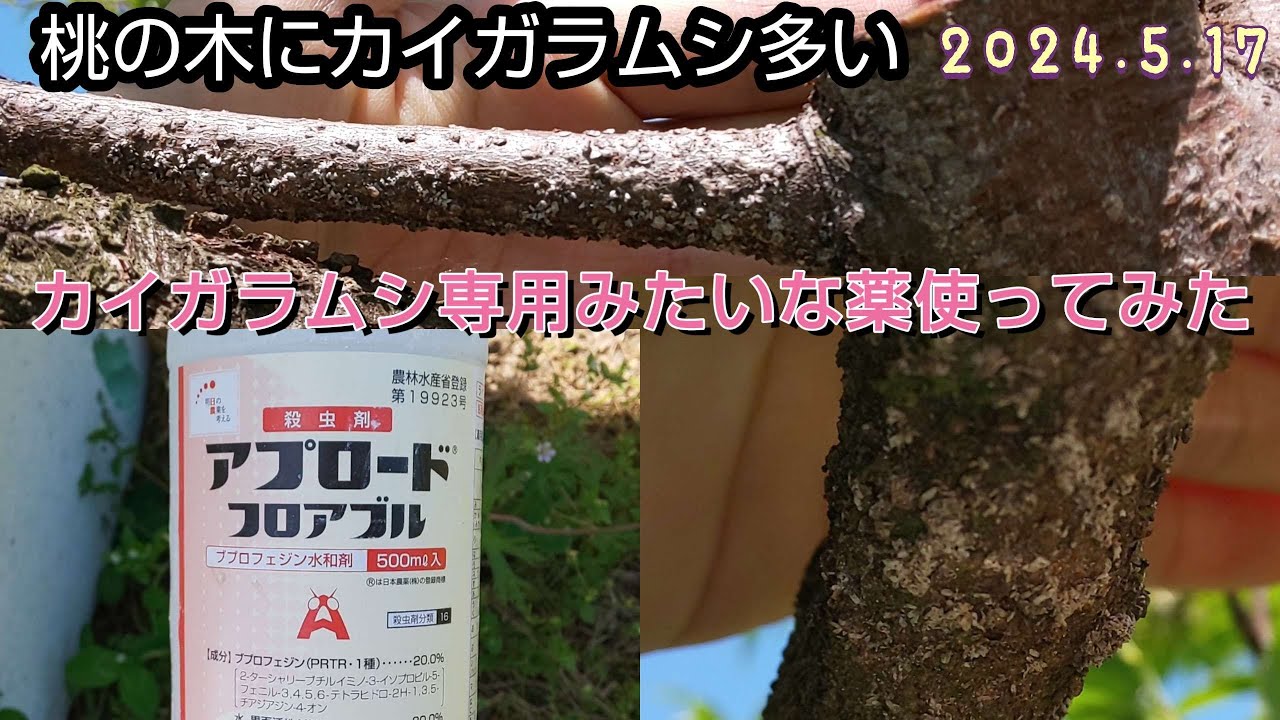 I tried using a scale insecticide on my peach tree; it was an