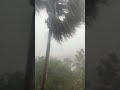 Rain rain go away, come again another day. #rain #floridaweather #palmtree #outsidetime #storming