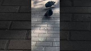 The Prosthetic Man and the Prankster Pigeon #shorts