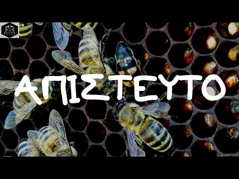 ΦΡΑΚΑΡΕ Η ΒΑΣΙΛΙΣΣΑ...🐝👑