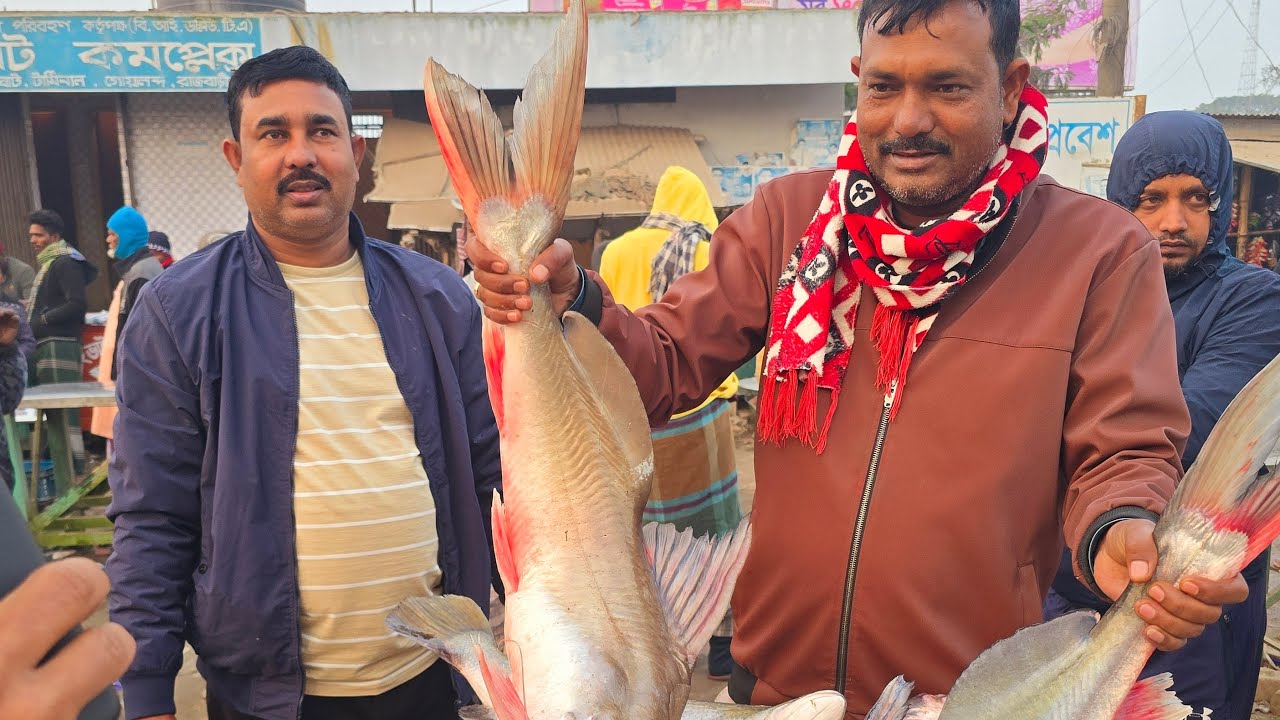 পদ্মা নদীর যে কোনো মাছের জন্য এখনি যোগাযোগ করুন:-01712-293380...