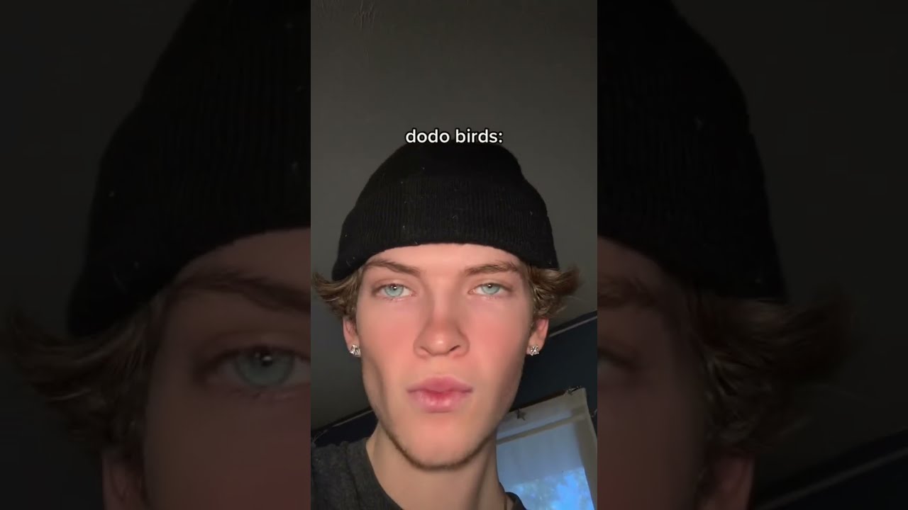 Normal Animals Vs Dodo Birds Bradylxix