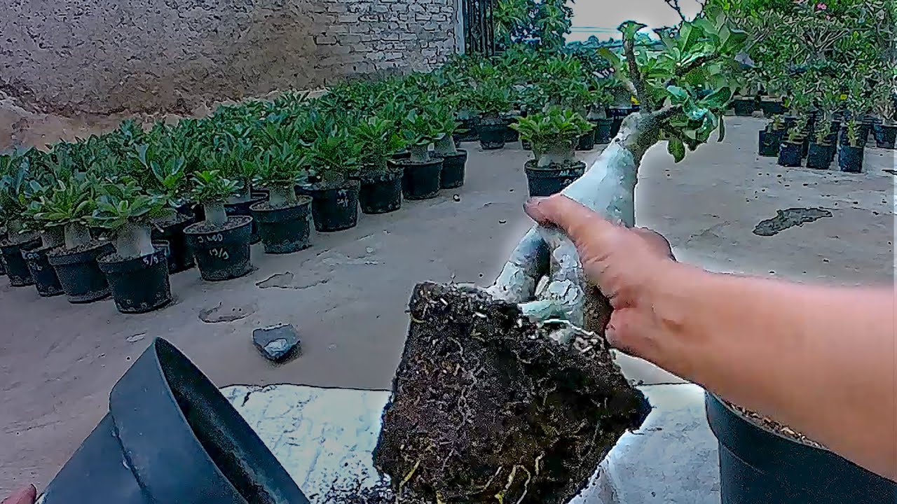 Простые и быстрые способы пересадки, замените среду для посадки адениума без стресса. розы пустыни