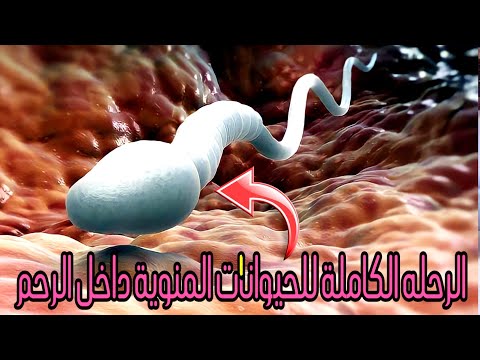 The Journey Of Sperm Inside A Woman S Uterus Glory Be To God 