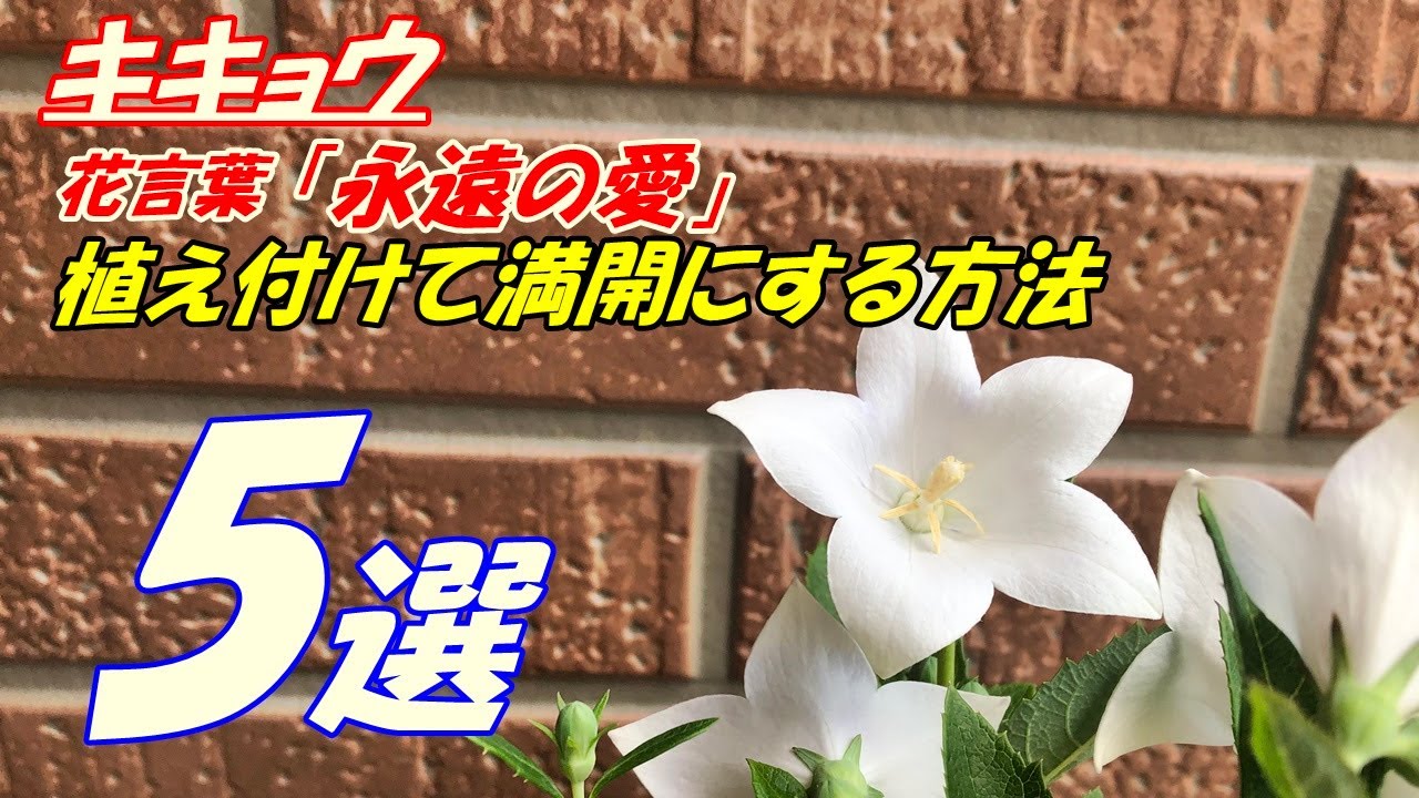 Flowers] How to grow and plant bellflowers - YouTube