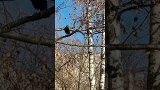 Black crow on a birch tree #shorts