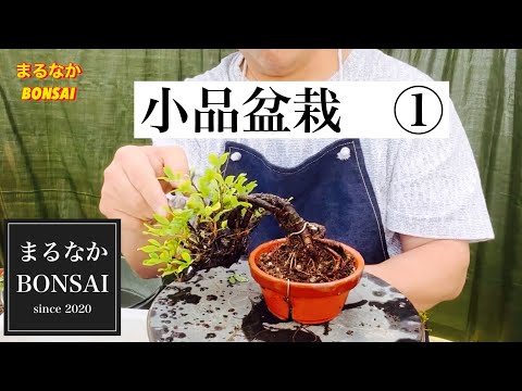 Youtubeショート商品登場　05 オベサ・群生　陶器鉢付　小品盆栽 Potted plants - YouTube