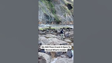 Finding Coprolite Fossils On The Beach! What Creature Is It From? #beach #sea #fossil #dinosaur