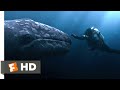 Big Miracle (2012) - Swimming With the Whales Scene (3/10) | Movieclips