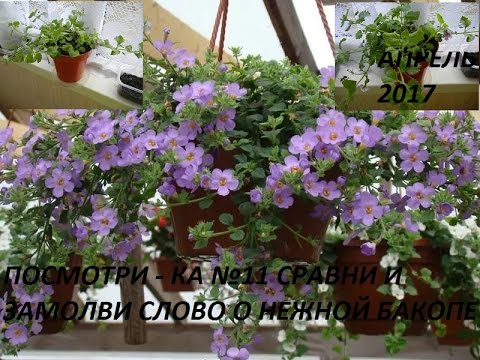КРАСАВИЦА БАКОПА И