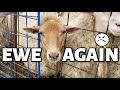 It's a good thing EWE'RE cute. 🙄| ...my sheep are brats😠 | Vlog 465