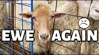 It's a good thing EWE'RE cute. | ...my sheep are brats | Vlog 465