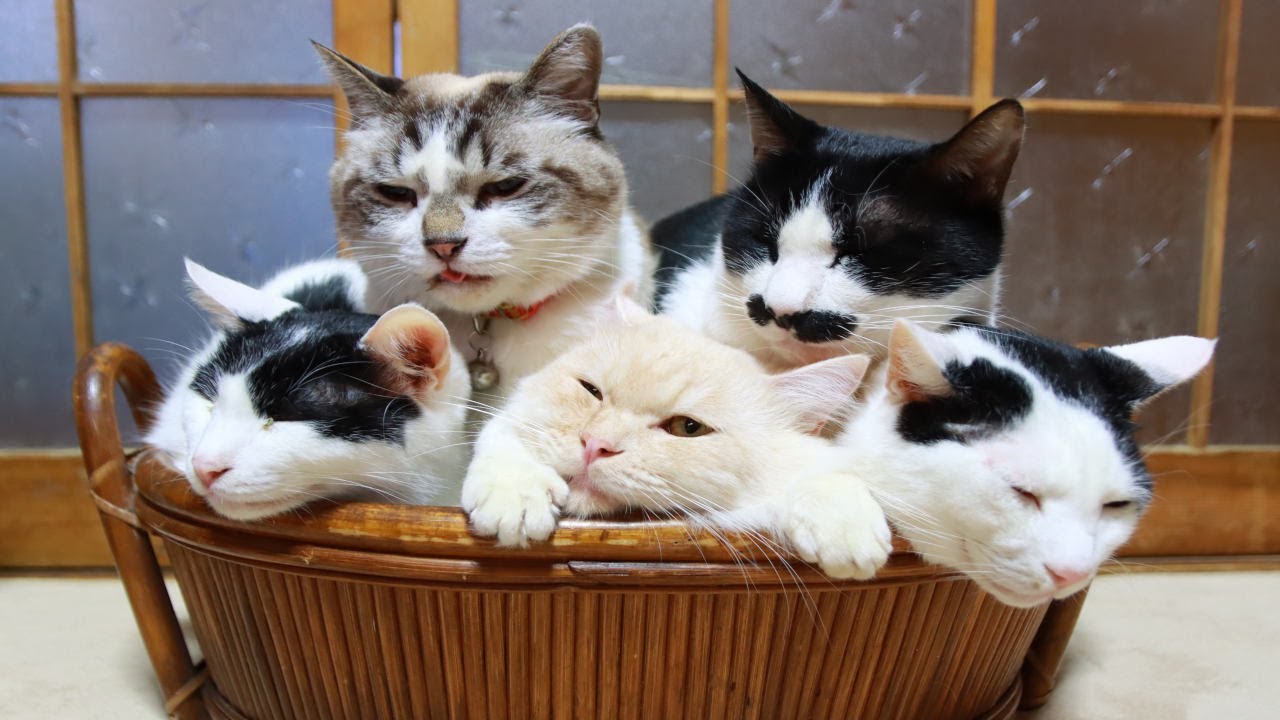 てんこ盛りかごねこ Youtube