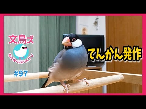 文鳥のてんかん発作【もぐぱくぷりんTV#97】