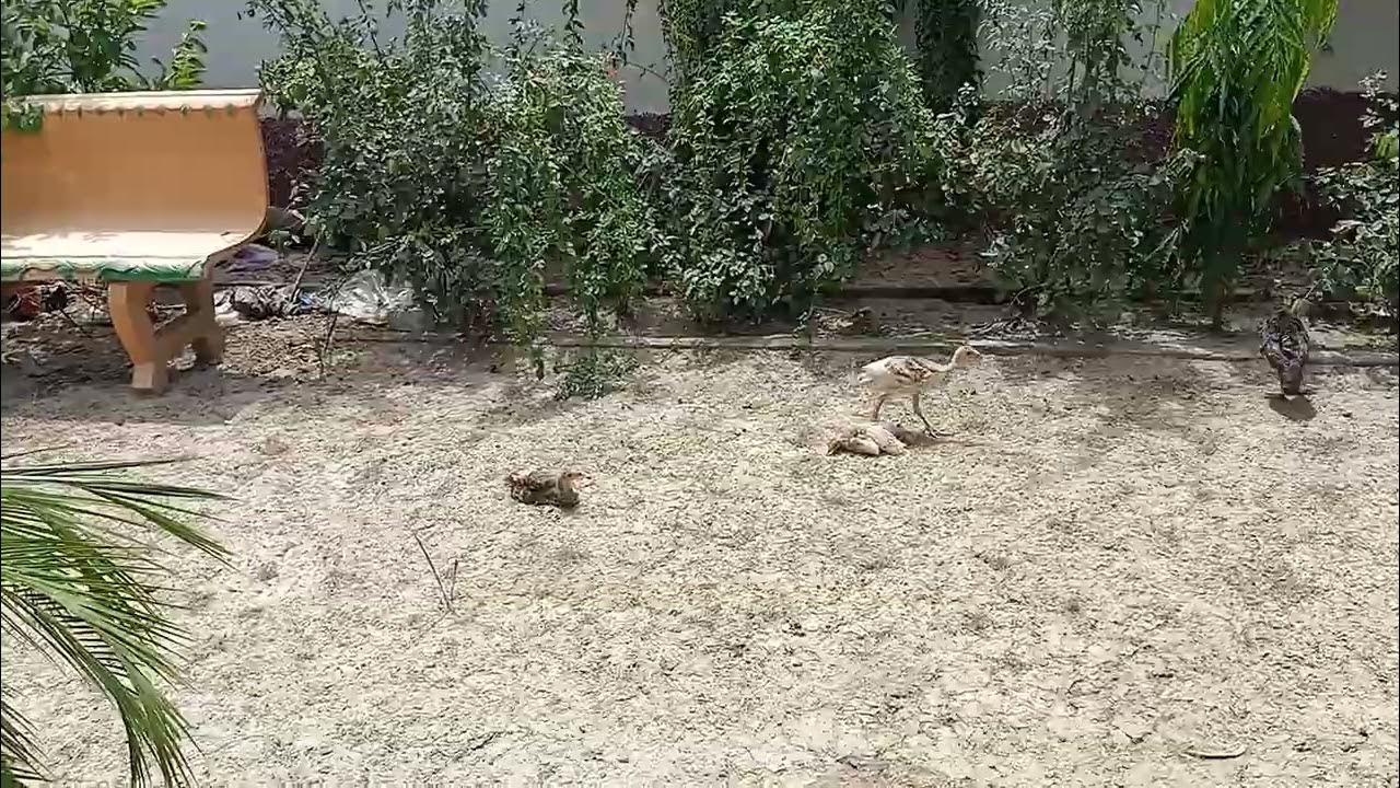 Why do birds sit in the sun birds dhup mein kyun Lete Hain YouTube