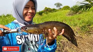 CEWEK satu ini MANCING ikan MONSTER,CASTING DI kebun SAWIT