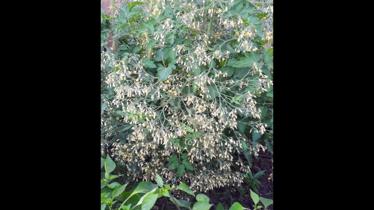 Barry's Crazy Cherry: Craziest tomato variety ever? (German only) Die verrückteste Tomatensorte?