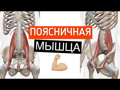 Большая и малая поясничные мышцы. Musculus psoas major & minor. Мышцы таза Анатомия человека 3Д
