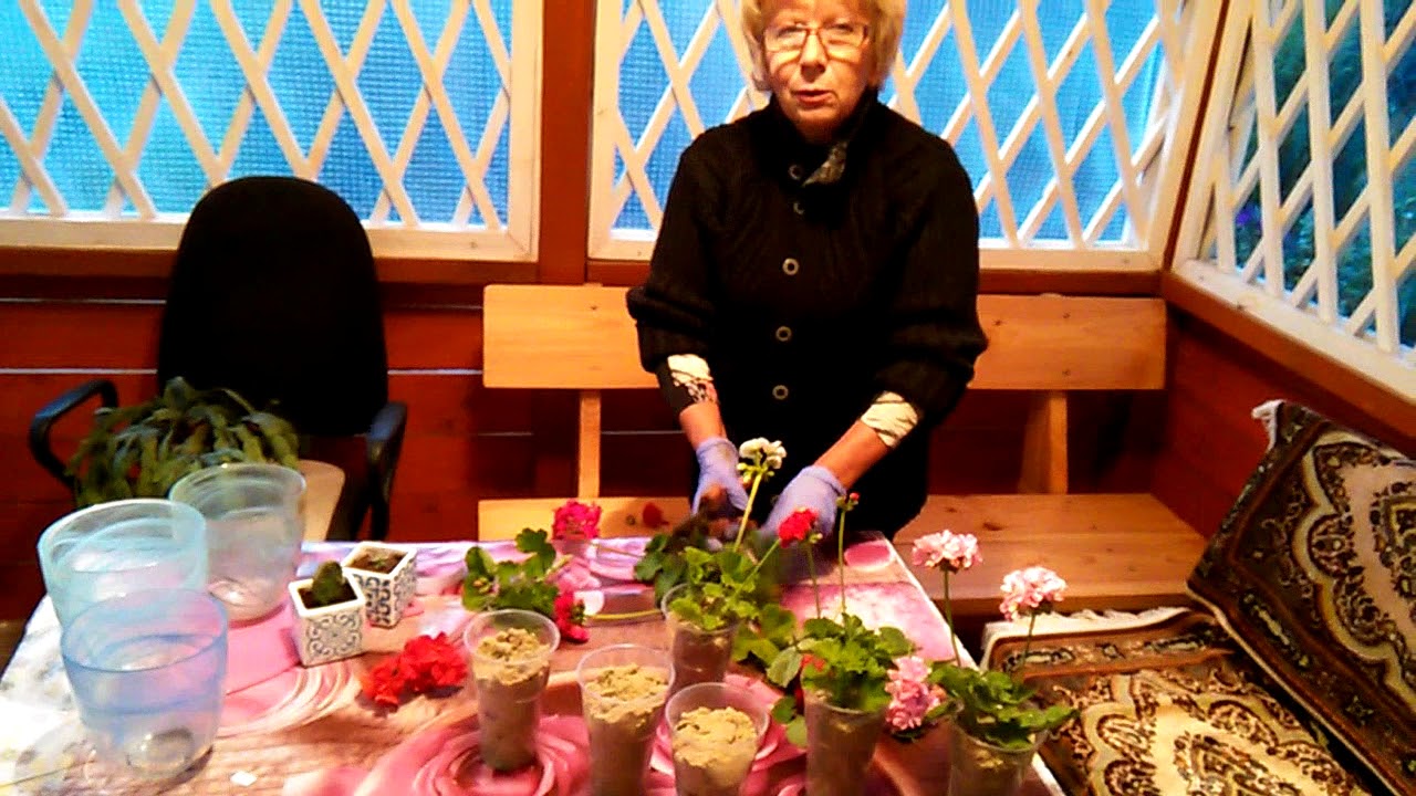 Черенкование и укоренение герани