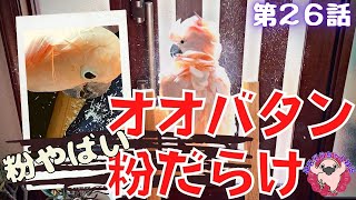 現実、オオバタンの脂粉はこんなに出ます。トサカの部分だけで粉だらけ動画◆# ◆羽夢蔵◆はむぞうちゃんねる◆Moluccan Cockatoo◆