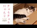 狭いダンボールの中で眠るニャンコがまるで「招き猫」|PECO
