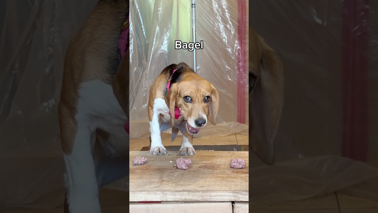 Wait for the ending 🤭 #puppy #foster #beagle