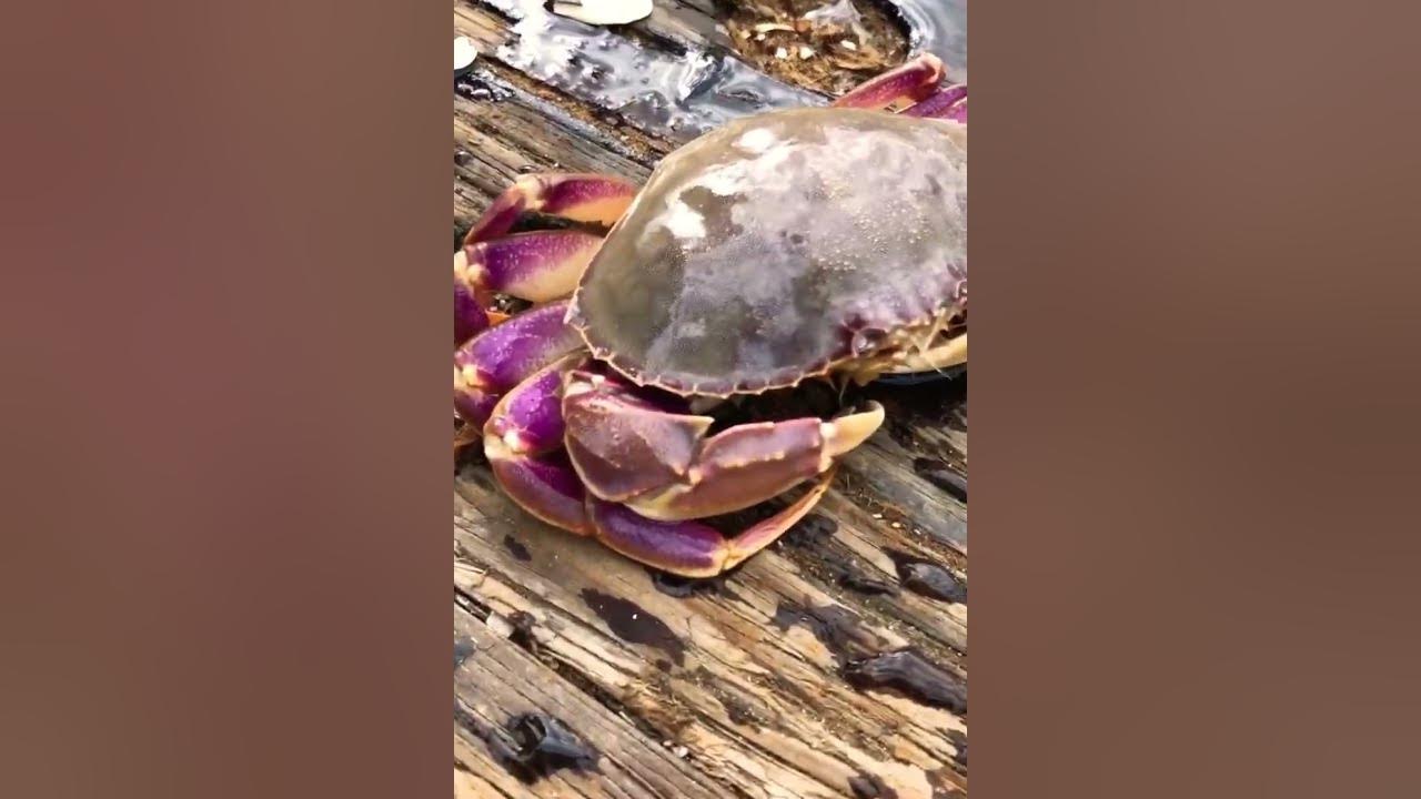 Dungeness crabs! 🦀 Purple! Wow! Bay Area Crabbing! California Dungeness