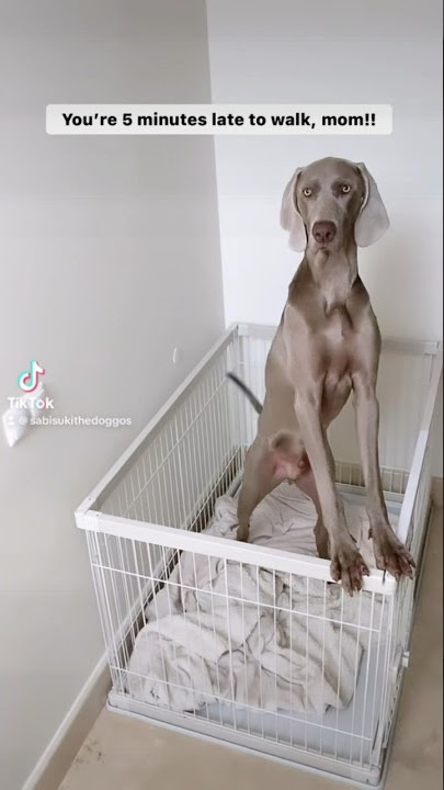 How dare you mom!! 😒 #weimaraner #dog #cutedog #foryou #doglover #funnyshorts #dogshorts #fyp #cute