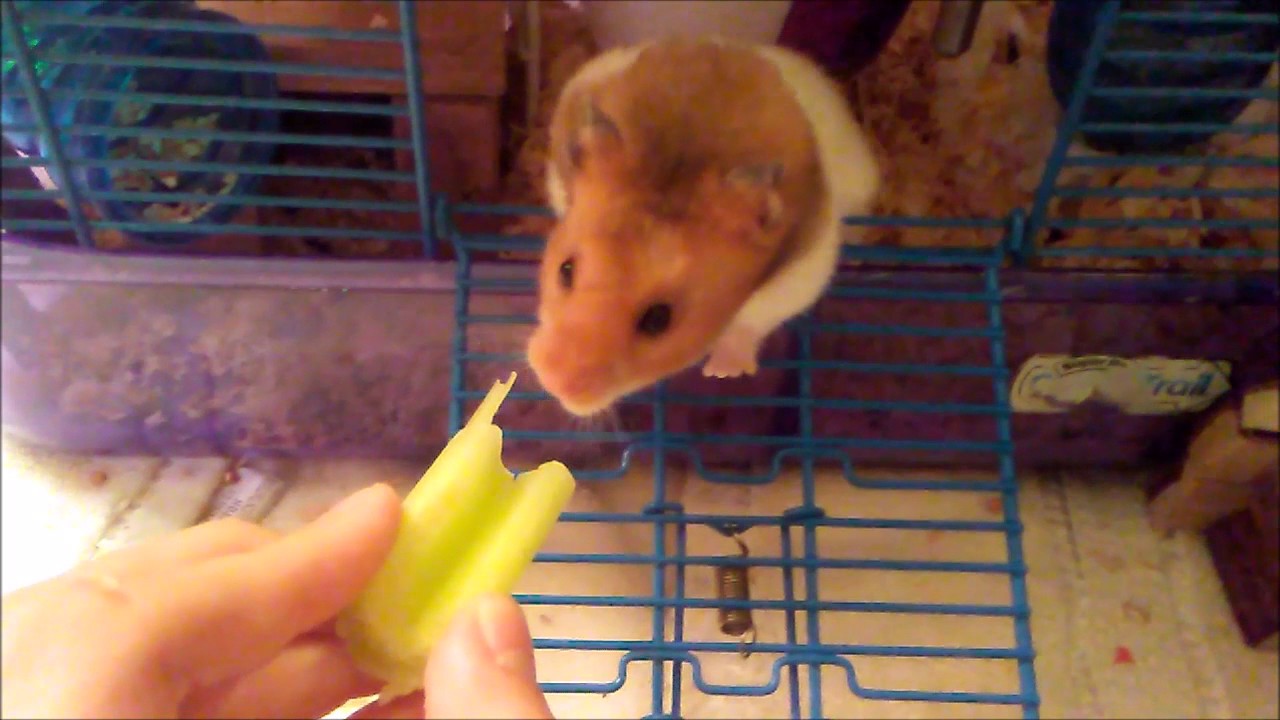 Hamster video.com Hamster video.com