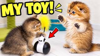 These Tiny Kittens Take Playtime WAY Too Seriously!