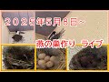 燕の巣作り　2025年6月21日　もうすぐ巣立ちか？Swallows building nests June 21, 2025 Are they about to leave the nest?