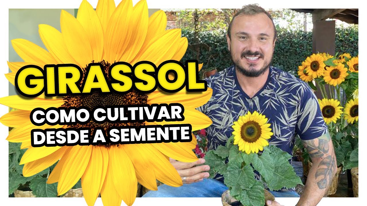 GIRASSOL | como CULTIVAR desde a semente - thptnganamst.edu.vn