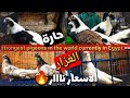 الأسعار ولعت نار في حارة الغزار!🔥🔥🔥 السوق ولع نار! بالسيده عائشه 🔥🇪🇬