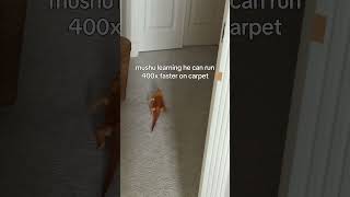 mushu loves carpet zoomies #beardeddragon #beardies #reptilesforkids #lizards #beardeddragonlife