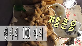 [병아리일기#12] 집에서 병아리 100마리 부화하기! | 세상에서 제일 큰 닭 '브라마' |  병아리부화Chicken Hatching Eggs / Incubating an Egg