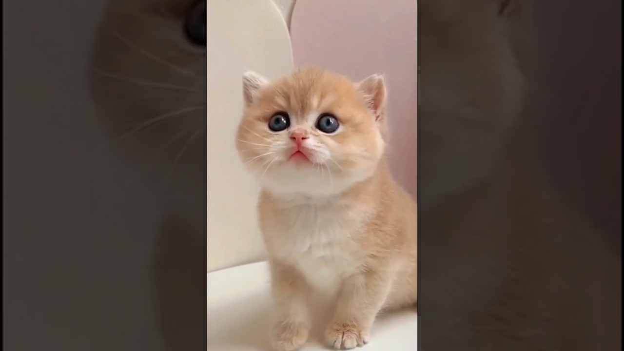 cats video# love cat# Bilal video# Bhalobasa viral.