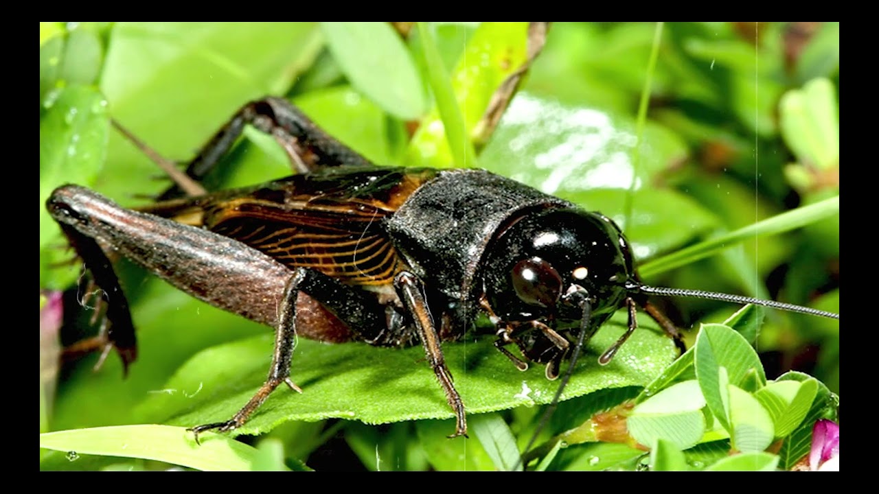 Relaxing Music Cricket Sound Cricket