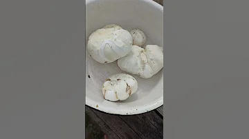 Жарим грибы дождевики🍄🍄🍄🍄