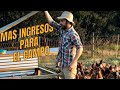 Ingresos extra  para mi campo gallinas en pastoreo