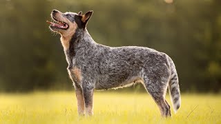 How to Care for an Australian Cattle Dog: Health Tests, Grooming and Nutrition Tips