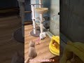 Interactive Cat Toy Handfree Cat Stick Kitten Playing Teaser Wand Toy Suction Cup Feather......